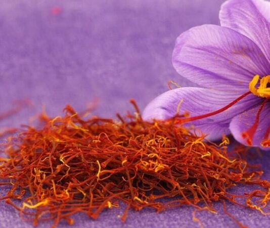 Dünyanın en değerli baharatları arasında gösterilen Safran, hem aroması hem de üretim sürecinin zahmetli olması nedeniyle “kırmızı altın” olarak anılmaktadır. Bilimsel adı Crocus sativus olan bu bitki, mor renkli çiçeklerin içindeki ince kırmızı iplikçiklerden elde edilir. Bu iplikçikler toplanıp kurutularak baharat haline getirilir. Oldukça hassas bir hasat sürecine sahip olan Safran, gramla satılan ve yüksek ekonomik değeri olan bir üründür. Konulu bir haber görseli.