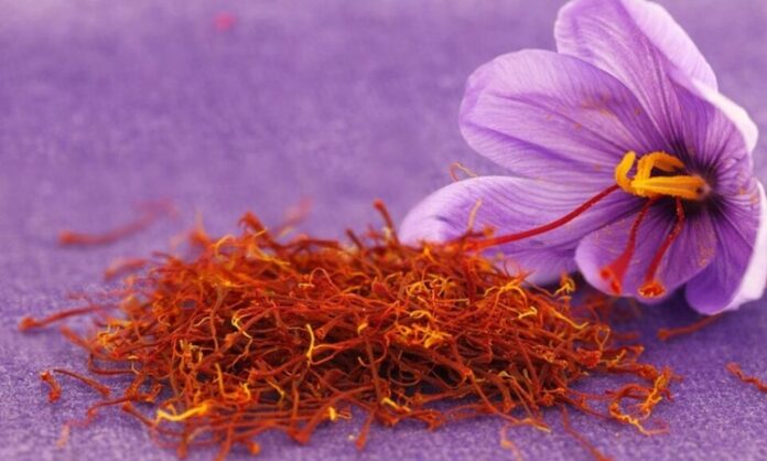 Dünyanın en değerli baharatları arasında gösterilen Safran, hem aroması hem de üretim sürecinin zahmetli olması nedeniyle “kırmızı altın” olarak anılmaktadır. Bilimsel adı Crocus sativus olan bu bitki, mor renkli çiçeklerin içindeki ince kırmızı iplikçiklerden elde edilir. Bu iplikçikler toplanıp kurutularak baharat haline getirilir. Oldukça hassas bir hasat sürecine sahip olan Safran, gramla satılan ve yüksek ekonomik değeri olan bir üründür. Konulu bir haber görseli.