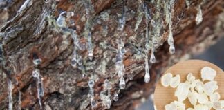 Akdeniz ikliminin karakteristik bitkilerinden biri olan Sakız Ağacı, yüzyıllardır hem geleneksel tıpta hem de mutfak kültüründe önemli bir yere sahiptir. Özellikle reçinesinden elde edilen doğal sakız ile bilinen bu ağaç, hoş aroması ve kendine özgü yapısıyla dikkat çeker. Günümüzde hem alternatif sağlık uygulamalarında hem de kozmetik ve gıda sektöründe adından sıkça söz ettirmektedir. Konulu bir haber görseli.