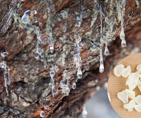 Akdeniz ikliminin karakteristik bitkilerinden biri olan Sakız Ağacı, yüzyıllardır hem geleneksel tıpta hem de mutfak kültüründe önemli bir yere sahiptir. Özellikle reçinesinden elde edilen doğal sakız ile bilinen bu ağaç, hoş aroması ve kendine özgü yapısıyla dikkat çeker. Günümüzde hem alternatif sağlık uygulamalarında hem de kozmetik ve gıda sektöründe adından sıkça söz ettirmektedir. Konulu bir haber görseli.