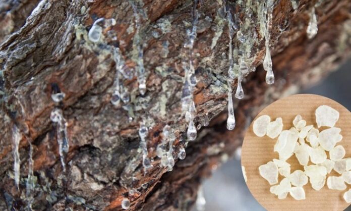 Sakız Ağacı Nedir Sakız Ağacı'nın Faydaları Nelerdir Akdeniz ikliminin karakteristik bitkilerinden biri olan Sakız Ağacı, yüzyıllardır hem geleneksel tıpta hem de mutfak kültüründe önemli bir yere sahiptir. Özellikle reçinesinden elde edilen doğal sakız ile bilinen bu ağaç, hoş aroması ve kendine özgü yapısıyla dikkat çeker. Günümüzde hem alternatif sağlık uygulamalarında hem de kozmetik ve gıda sektöründe adından sıkça söz ettirmektedir. Konulu bir haber görseli.