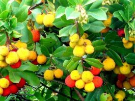 Doğal ürünlere olan ilginin artmasıyla birlikte bitkisel kaynaklı aromatik ağaçlar yeniden gündeme gelmeye başladı. Özellikle hoş kokusu ve geleneksel kullanımıyla bilinen Sandal Ağacı, hem kozmetik hem de alternatif sağlık alanında sıkça araştırılan bitkiler arasında yer alıyor. Tropikal iklimlerde yetişen bu özel ağaç, yüzyıllardır farklı kültürlerde kutsal ve değerli kabul edilmiştir. Konulu bir haber görseli.