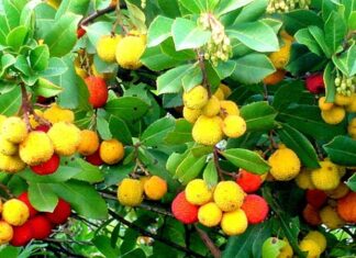 Doğal ürünlere olan ilginin artmasıyla birlikte bitkisel kaynaklı aromatik ağaçlar yeniden gündeme gelmeye başladı. Özellikle hoş kokusu ve geleneksel kullanımıyla bilinen Sandal Ağacı, hem kozmetik hem de alternatif sağlık alanında sıkça araştırılan bitkiler arasında yer alıyor. Tropikal iklimlerde yetişen bu özel ağaç, yüzyıllardır farklı kültürlerde kutsal ve değerli kabul edilmiştir. Konulu bir haber görseli.