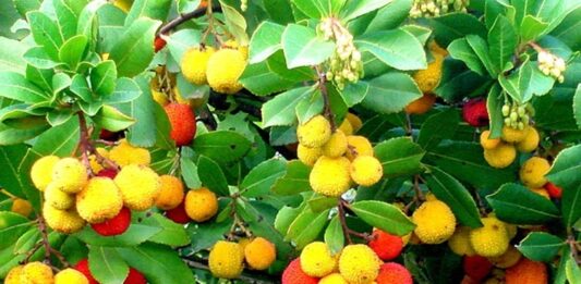 Sandal Ağacı Nedir? Sandal Ağacı’nın Faydaları Nelerdir? Doğal ürünlere olan ilginin artmasıyla birlikte bitkisel kaynaklı aromatik ağaçlar yeniden gündeme gelmeye başladı. Özellikle hoş kokusu ve geleneksel kullanımıyla bilinen Sandal Ağacı, hem kozmetik hem de alternatif sağlık alanında sıkça araştırılan bitkiler arasında yer alıyor. Tropikal iklimlerde yetişen bu özel ağaç, yüzyıllardır farklı kültürlerde kutsal ve değerli kabul edilmiştir. Konulu bir haber görseli.