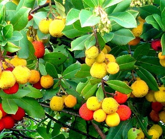 Doğal ürünlere olan ilginin artmasıyla birlikte bitkisel kaynaklı aromatik ağaçlar yeniden gündeme gelmeye başladı. Özellikle hoş kokusu ve geleneksel kullanımıyla bilinen Sandal Ağacı, hem kozmetik hem de alternatif sağlık alanında sıkça araştırılan bitkiler arasında yer alıyor. Tropikal iklimlerde yetişen bu özel ağaç, yüzyıllardır farklı kültürlerde kutsal ve değerli kabul edilmiştir. Konulu bir haber görseli.