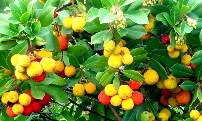 Doğal ürünlere olan ilginin artmasıyla birlikte bitkisel kaynaklı aromatik ağaçlar yeniden gündeme gelmeye başladı. Özellikle hoş kokusu ve geleneksel kullanımıyla bilinen Sandal Ağacı, hem kozmetik hem de alternatif sağlık alanında sıkça araştırılan bitkiler arasında yer alıyor. Tropikal iklimlerde yetişen bu özel ağaç, yüzyıllardır farklı kültürlerde kutsal ve değerli kabul edilmiştir. Konulu bir haber görseli.