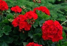 Evlerin balkonlarını, bahçelerini ve pencere kenarlarını süsleyen Sardunya, hem estetik görünümü hem de hoş kokusuyla en çok tercih edilen süs bitkilerinden biridir. Renkli çiçekleri ve dayanıklı yapısıyla bilinen Sardunya, bakımı görece kolay olması sayesinde bitki yetiştirmeye yeni başlayanlar için de ideal seçenekler arasında yer alır. Özellikle ilkbahar ve yaz aylarında açan canlı çiçekleri, bulunduğu ortama ferah bir hava katar. Konulu bir haber görseli.