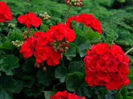 Sardunya Nedir? Sardunya’nın Faydaları Nelerdir? Evlerin balkonlarını, bahçelerini ve pencere kenarlarını süsleyen Sardunya, hem estetik görünümü hem de hoş kokusuyla en çok tercih edilen süs bitkilerinden biridir. Renkli çiçekleri ve dayanıklı yapısıyla bilinen Sardunya, bakımı görece kolay olması sayesinde bitki yetiştirmeye yeni başlayanlar için de ideal seçenekler arasında yer alır. Özellikle ilkbahar ve yaz aylarında açan canlı çiçekleri, bulunduğu ortama ferah bir hava katar. Konulu bir haber görseli.