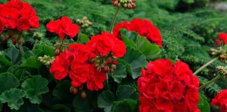 Evlerin balkonlarını, bahçelerini ve pencere kenarlarını süsleyen Sardunya, hem estetik görünümü hem de hoş kokusuyla en çok tercih edilen süs bitkilerinden biridir. Renkli çiçekleri ve dayanıklı yapısıyla bilinen Sardunya, bakımı görece kolay olması sayesinde bitki yetiştirmeye yeni başlayanlar için de ideal seçenekler arasında yer alır. Özellikle ilkbahar ve yaz aylarında açan canlı çiçekleri, bulunduğu ortama ferah bir hava katar. Konulu bir haber görseli.