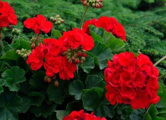 Evlerin balkonlarını, bahçelerini ve pencere kenarlarını süsleyen Sardunya, hem estetik görünümü hem de hoş kokusuyla en çok tercih edilen süs bitkilerinden biridir. Renkli çiçekleri ve dayanıklı yapısıyla bilinen Sardunya, bakımı görece kolay olması sayesinde bitki yetiştirmeye yeni başlayanlar için de ideal seçenekler arasında yer alır. Özellikle ilkbahar ve yaz aylarında açan canlı çiçekleri, bulunduğu ortama ferah bir hava katar. Konulu bir haber görseli.