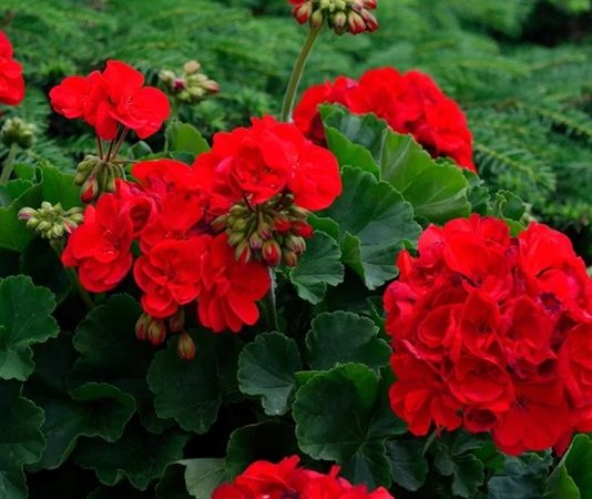 Evlerin balkonlarını, bahçelerini ve pencere kenarlarını süsleyen Sardunya, hem estetik görünümü hem de hoş kokusuyla en çok tercih edilen süs bitkilerinden biridir. Renkli çiçekleri ve dayanıklı yapısıyla bilinen Sardunya, bakımı görece kolay olması sayesinde bitki yetiştirmeye yeni başlayanlar için de ideal seçenekler arasında yer alır. Özellikle ilkbahar ve yaz aylarında açan canlı çiçekleri, bulunduğu ortama ferah bir hava katar. Konulu bir haber görseli.