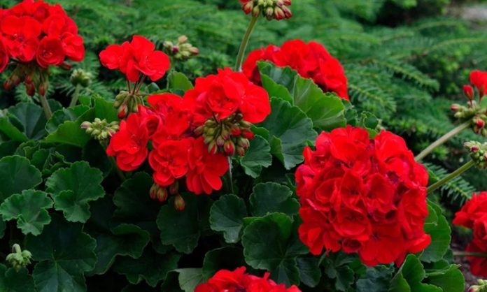 Evlerin balkonlarını, bahçelerini ve pencere kenarlarını süsleyen Sardunya, hem estetik görünümü hem de hoş kokusuyla en çok tercih edilen süs bitkilerinden biridir. Renkli çiçekleri ve dayanıklı yapısıyla bilinen Sardunya, bakımı görece kolay olması sayesinde bitki yetiştirmeye yeni başlayanlar için de ideal seçenekler arasında yer alır. Özellikle ilkbahar ve yaz aylarında açan canlı çiçekleri, bulunduğu ortama ferah bir hava katar. Konulu bir haber görseli.