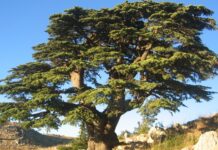 Sedir Nedir? Sedir’in Faydaları Nelerdir? Sedir, iğne yapraklı ve uzun ömürlü ağaç türleri arasında yer alan, heybetli görünümü ve dayanıklı yapısıyla bilinen değerli bir orman ağacıdır. Bilimsel olarak Cedrus cinsine ait olan sedir ağacı, özellikle dağlık ve yüksek rakımlı bölgelerde yetişir. Türkiye’de doğal olarak yetişen en önemli türlerden biri Cedrus libani olarak bilinen Toros sediridir. Akdeniz Bölgesi’nde geniş sedir ormanları bulunmaktadır. Konulu bir haber görseli.