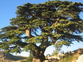 Sedir Nedir? Sedir’in Faydaları Nelerdir? Sedir, iğne yapraklı ve uzun ömürlü ağaç türleri arasında yer alan, heybetli görünümü ve dayanıklı yapısıyla bilinen değerli bir orman ağacıdır. Bilimsel olarak Cedrus cinsine ait olan sedir ağacı, özellikle dağlık ve yüksek rakımlı bölgelerde yetişir. Türkiye’de doğal olarak yetişen en önemli türlerden biri Cedrus libani olarak bilinen Toros sediridir. Akdeniz Bölgesi’nde geniş sedir ormanları bulunmaktadır. Konulu bir haber görseli.