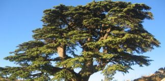 Sedir, iğne yapraklı ve uzun ömürlü ağaç türleri arasında yer alan, heybetli görünümü ve dayanıklı yapısıyla bilinen değerli bir orman ağacıdır. Bilimsel olarak Cedrus cinsine ait olan sedir ağacı, özellikle dağlık ve yüksek rakımlı bölgelerde yetişir. Türkiye’de doğal olarak yetişen en önemli türlerden biri Cedrus libani olarak bilinen Toros sediridir. Akdeniz Bölgesi’nde geniş sedir ormanları bulunmaktadır. Konulu bir haber görseli.