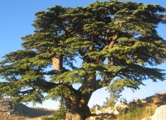 Sedir, iğne yapraklı ve uzun ömürlü ağaç türleri arasında yer alan, heybetli görünümü ve dayanıklı yapısıyla bilinen değerli bir orman ağacıdır. Bilimsel olarak Cedrus cinsine ait olan sedir ağacı, özellikle dağlık ve yüksek rakımlı bölgelerde yetişir. Türkiye’de doğal olarak yetişen en önemli türlerden biri Cedrus libani olarak bilinen Toros sediridir. Akdeniz Bölgesi’nde geniş sedir ormanları bulunmaktadır. Konulu bir haber görseli.