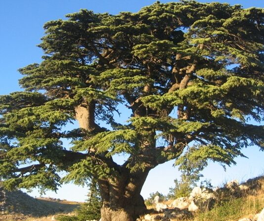 Sedir, iğne yapraklı ve uzun ömürlü ağaç türleri arasında yer alan, heybetli görünümü ve dayanıklı yapısıyla bilinen değerli bir orman ağacıdır. Bilimsel olarak Cedrus cinsine ait olan sedir ağacı, özellikle dağlık ve yüksek rakımlı bölgelerde yetişir. Türkiye’de doğal olarak yetişen en önemli türlerden biri Cedrus libani olarak bilinen Toros sediridir. Akdeniz Bölgesi’nde geniş sedir ormanları bulunmaktadır. Konulu bir haber görseli.