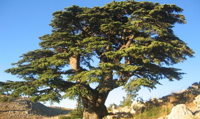 Sedir, iğne yapraklı ve uzun ömürlü ağaç türleri arasında yer alan, heybetli görünümü ve dayanıklı yapısıyla bilinen değerli bir orman ağacıdır. Bilimsel olarak Cedrus cinsine ait olan sedir ağacı, özellikle dağlık ve yüksek rakımlı bölgelerde yetişir. Türkiye’de doğal olarak yetişen en önemli türlerden biri Cedrus libani olarak bilinen Toros sediridir. Akdeniz Bölgesi’nde geniş sedir ormanları bulunmaktadır. Konulu bir haber görseli.