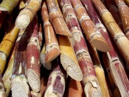 Şeker Kamışı Nedir? Şeker Kamışı’nın Faydaları Nelerdir? Tropikal ve yarı tropikal bölgelerde yetişen Şeker Kamışı, dünya genelinde şeker üretiminin en önemli kaynaklarından biridir. Uzun, boğumlu ve lifli yapıya sahip olan bu bitki, yüksek oranda doğal şeker içerir. Günümüzde sofralarımızda yer alan kristal şekerin büyük bir bölümü Şeker Kamışı bitkisinden elde edilmektedir. Tarımsal üretimde önemli bir paya sahip olan bu bitki, aynı zamanda ekonomik açıdan da birçok ülke için stratejik bir üründür. Konulu bir haber görseli.