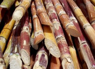 Tropikal ve yarı tropikal bölgelerde yetişen Şeker Kamışı, dünya genelinde şeker üretiminin en önemli kaynaklarından biridir. Uzun, boğumlu ve lifli yapıya sahip olan bu bitki, yüksek oranda doğal şeker içerir. Günümüzde sofralarımızda yer alan kristal şekerin büyük bir bölümü Şeker Kamışı bitkisinden elde edilmektedir. Tarımsal üretimde önemli bir paya sahip olan bu bitki, aynı zamanda ekonomik açıdan da birçok ülke için stratejik bir üründür. Konulu bir haber görseli.