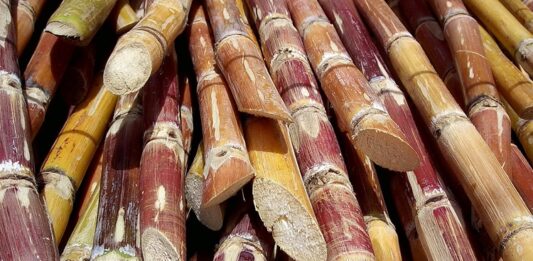 Şeker Kamışı Nedir? Şeker Kamışı’nın Faydaları Nelerdir? Tropikal ve yarı tropikal bölgelerde yetişen Şeker Kamışı, dünya genelinde şeker üretiminin en önemli kaynaklarından biridir. Uzun, boğumlu ve lifli yapıya sahip olan bu bitki, yüksek oranda doğal şeker içerir. Günümüzde sofralarımızda yer alan kristal şekerin büyük bir bölümü Şeker Kamışı bitkisinden elde edilmektedir. Tarımsal üretimde önemli bir paya sahip olan bu bitki, aynı zamanda ekonomik açıdan da birçok ülke için stratejik bir üründür. Konulu bir haber görseli.