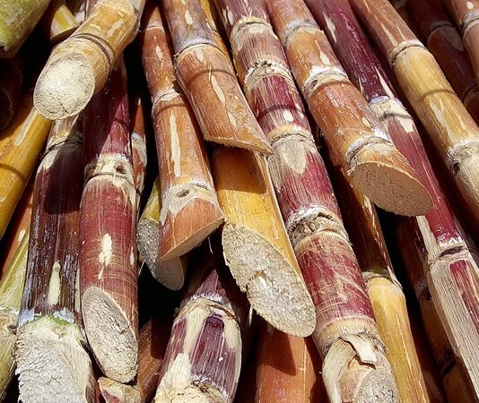 Tropikal ve yarı tropikal bölgelerde yetişen Şeker Kamışı, dünya genelinde şeker üretiminin en önemli kaynaklarından biridir. Uzun, boğumlu ve lifli yapıya sahip olan bu bitki, yüksek oranda doğal şeker içerir. Günümüzde sofralarımızda yer alan kristal şekerin büyük bir bölümü Şeker Kamışı bitkisinden elde edilmektedir. Tarımsal üretimde önemli bir paya sahip olan bu bitki, aynı zamanda ekonomik açıdan da birçok ülke için stratejik bir üründür. Konulu bir haber görseli.