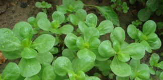 Yaz aylarının en sevilen sebzelerinden biri olan Semizotu, hem hafif lezzeti hem de yüksek besin değeri ile sofralarda sıkça yer bulur. Genellikle yoğurtlu salatalarda ve zeytinyağlı yemeklerde kullanılan bu bitki, aynı zamanda sağlık açısından sunduğu katkılarla da dikkat çeker. Peki Semizotu nedir ve neden uzmanlar tarafından sağlıklı beslenme programlarında önerilmektedir? Konulu bir haber görseli.