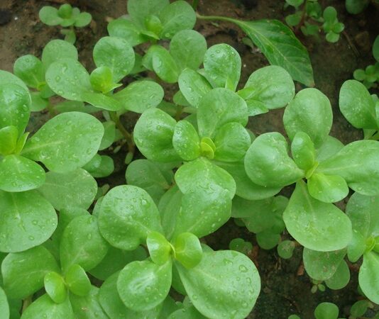 Yaz aylarının en sevilen sebzelerinden biri olan Semizotu, hem hafif lezzeti hem de yüksek besin değeri ile sofralarda sıkça yer bulur. Genellikle yoğurtlu salatalarda ve zeytinyağlı yemeklerde kullanılan bu bitki, aynı zamanda sağlık açısından sunduğu katkılarla da dikkat çeker. Peki Semizotu nedir ve neden uzmanlar tarafından sağlıklı beslenme programlarında önerilmektedir? Konulu bir haber görseli.
