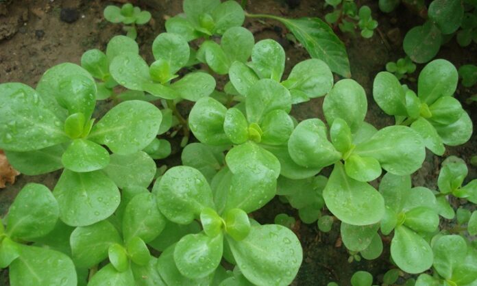 Yaz aylarının en sevilen sebzelerinden biri olan Semizotu, hem hafif lezzeti hem de yüksek besin değeri ile sofralarda sıkça yer bulur. Genellikle yoğurtlu salatalarda ve zeytinyağlı yemeklerde kullanılan bu bitki, aynı zamanda sağlık açısından sunduğu katkılarla da dikkat çeker. Peki Semizotu nedir ve neden uzmanlar tarafından sağlıklı beslenme programlarında önerilmektedir? Konulu bir haber görseli.