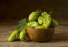 Geleneksel tıp ve modern beslenme dünyasında giderek daha fazla dikkat çeken Şerbetçiotu, özellikle bitkisel takviyelerde ve doğal ürünlerde kullanılan değerli bir bitkidir. Latince ismi Humulus lupulus olan bu bitki, esas olarak bira üretiminde aroma ve acılık vermesi ile bilinir. Bununla birlikte Şerbetçiotu, sağlık açısından da önemli faydalar sunar ve birçok farklı şekilde kullanılabilir. Konulu bir haber görseli.