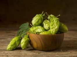 Geleneksel tıp ve modern beslenme dünyasında giderek daha fazla dikkat çeken Şerbetçiotu, özellikle bitkisel takviyelerde ve doğal ürünlerde kullanılan değerli bir bitkidir. Latince ismi Humulus lupulus olan bu bitki, esas olarak bira üretiminde aroma ve acılık vermesi ile bilinir. Bununla birlikte Şerbetçiotu, sağlık açısından da önemli faydalar sunar ve birçok farklı şekilde kullanılabilir. Konulu bir haber görseli.