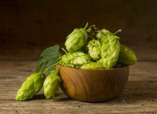 Geleneksel tıp ve modern beslenme dünyasında giderek daha fazla dikkat çeken Şerbetçiotu, özellikle bitkisel takviyelerde ve doğal ürünlerde kullanılan değerli bir bitkidir. Latince ismi Humulus lupulus olan bu bitki, esas olarak bira üretiminde aroma ve acılık vermesi ile bilinir. Bununla birlikte Şerbetçiotu, sağlık açısından da önemli faydalar sunar ve birçok farklı şekilde kullanılabilir. Konulu bir haber görseli.