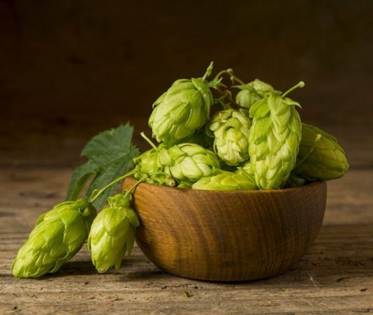 Geleneksel tıp ve modern beslenme dünyasında giderek daha fazla dikkat çeken Şerbetçiotu, özellikle bitkisel takviyelerde ve doğal ürünlerde kullanılan değerli bir bitkidir. Latince ismi Humulus lupulus olan bu bitki, esas olarak bira üretiminde aroma ve acılık vermesi ile bilinir. Bununla birlikte Şerbetçiotu, sağlık açısından da önemli faydalar sunar ve birçok farklı şekilde kullanılabilir. Konulu bir haber görseli.