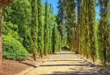 Servi, ince ve uzun yapısıyla gökyüzüne doğru yükselen, her mevsim yeşil kalabilen dayanıklı bir ağaç türüdür. Bilimsel olarak Cupressus cinsine ait olan servi ağacı, Akdeniz ikliminin görüldüğü bölgelerde yaygın olarak yetişir. Zarif silueti ve dik formu sayesinde hem doğal alanlarda hem de peyzaj düzenlemelerinde sıkça tercih edilir. Konulu bir haber görseli.