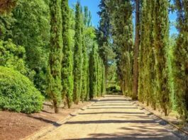 Servi, ince ve uzun yapısıyla gökyüzüne doğru yükselen, her mevsim yeşil kalabilen dayanıklı bir ağaç türüdür. Bilimsel olarak Cupressus cinsine ait olan servi ağacı, Akdeniz ikliminin görüldüğü bölgelerde yaygın olarak yetişir. Zarif silueti ve dik formu sayesinde hem doğal alanlarda hem de peyzaj düzenlemelerinde sıkça tercih edilir. Konulu bir haber görseli.