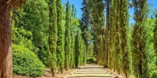 Servi, ince ve uzun yapısıyla gökyüzüne doğru yükselen, her mevsim yeşil kalabilen dayanıklı bir ağaç türüdür. Bilimsel olarak Cupressus cinsine ait olan servi ağacı, Akdeniz ikliminin görüldüğü bölgelerde yaygın olarak yetişir. Zarif silueti ve dik formu sayesinde hem doğal alanlarda hem de peyzaj düzenlemelerinde sıkça tercih edilir. Konulu bir haber görseli.