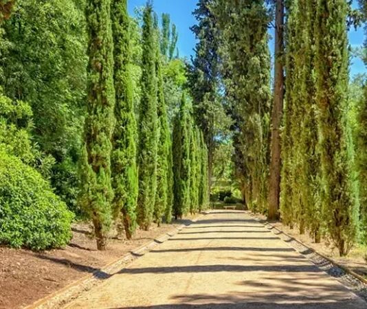 Servi, ince ve uzun yapısıyla gökyüzüne doğru yükselen, her mevsim yeşil kalabilen dayanıklı bir ağaç türüdür. Bilimsel olarak Cupressus cinsine ait olan servi ağacı, Akdeniz ikliminin görüldüğü bölgelerde yaygın olarak yetişir. Zarif silueti ve dik formu sayesinde hem doğal alanlarda hem de peyzaj düzenlemelerinde sıkça tercih edilir. Konulu bir haber görseli.