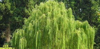 Söğüt, su kenarlarında yetişmesiyle bilinen, zarif ve sarkık dallarıyla dikkat çeken uzun ömürlü bir ağaç türüdür. Bilimsel olarak Salix cinsine ait olan söğüt ağacı, dünyanın birçok bölgesinde doğal olarak yayılış gösterir. Ilıman ve nemli iklimleri seven bu ağaç, özellikle dere kenarları ve sulak alanlarda sıkça görülür. Konulu bir haber görseli.