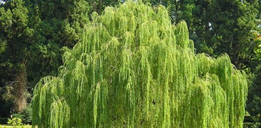 Söğüt Nedir? Söğüt’ün Faydaları Nelerdir? Söğüt, su kenarlarında yetişmesiyle bilinen, zarif ve sarkık dallarıyla dikkat çeken uzun ömürlü bir ağaç türüdür. Bilimsel olarak Salix cinsine ait olan söğüt ağacı, dünyanın birçok bölgesinde doğal olarak yayılış gösterir. Ilıman ve nemli iklimleri seven bu ağaç, özellikle dere kenarları ve sulak alanlarda sıkça görülür. Konulu bir haber görseli.