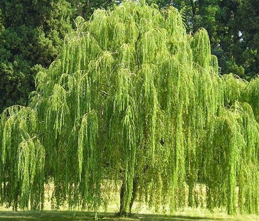 Söğüt, su kenarlarında yetişmesiyle bilinen, zarif ve sarkık dallarıyla dikkat çeken uzun ömürlü bir ağaç türüdür. Bilimsel olarak Salix cinsine ait olan söğüt ağacı, dünyanın birçok bölgesinde doğal olarak yayılış gösterir. Ilıman ve nemli iklimleri seven bu ağaç, özellikle dere kenarları ve sulak alanlarda sıkça görülür. Konulu bir haber görseli.