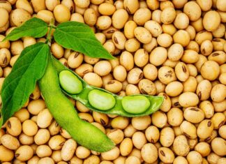 Son yıllarda sağlıklı beslenme trendlerinin artmasıyla birlikte daha fazla ilgi gören soya fasulyesi, yüksek besin değeri ve güçlü içeriği sayesinde dikkat çeken baklagiller arasında yer alır. Özellikle bitkisel protein açısından zengin olması, onu vegan ve vejetaryen beslenme programlarının temel taşlarından biri haline getirmiştir. Farklı formlarda tüketilebilen soya fasulyesi, tofu, soya sütü ve soya yağı gibi ürünlerin de ana hammaddesidir. Konulu bir haber görseli.