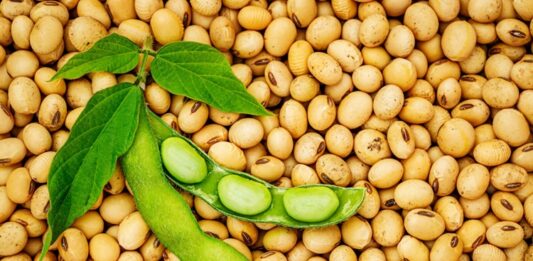 Soya Fasulyesi Nedir? Soya Fasulyesi’nin Faydaları Nelerdir? Son yıllarda sağlıklı beslenme trendlerinin artmasıyla birlikte daha fazla ilgi gören soya fasulyesi, yüksek besin değeri ve güçlü içeriği sayesinde dikkat çeken baklagiller arasında yer alır. Özellikle bitkisel protein açısından zengin olması, onu vegan ve vejetaryen beslenme programlarının temel taşlarından biri haline getirmiştir. Farklı formlarda tüketilebilen soya fasulyesi, tofu, soya sütü ve soya yağı gibi ürünlerin de ana hammaddesidir. Konulu bir haber görseli.