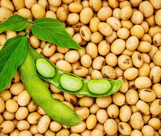 Son yıllarda sağlıklı beslenme trendlerinin artmasıyla birlikte daha fazla ilgi gören soya fasulyesi, yüksek besin değeri ve güçlü içeriği sayesinde dikkat çeken baklagiller arasında yer alır. Özellikle bitkisel protein açısından zengin olması, onu vegan ve vejetaryen beslenme programlarının temel taşlarından biri haline getirmiştir. Farklı formlarda tüketilebilen soya fasulyesi, tofu, soya sütü ve soya yağı gibi ürünlerin de ana hammaddesidir. Konulu bir haber görseli.