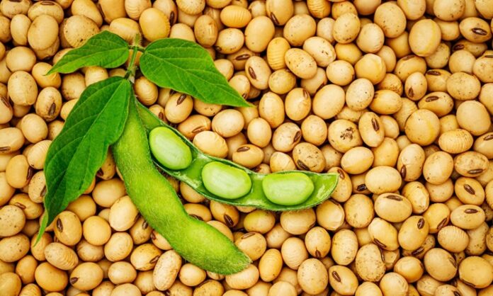 Son yıllarda sağlıklı beslenme trendlerinin artmasıyla birlikte daha fazla ilgi gören soya fasulyesi, yüksek besin değeri ve güçlü içeriği sayesinde dikkat çeken baklagiller arasında yer alır. Özellikle bitkisel protein açısından zengin olması, onu vegan ve vejetaryen beslenme programlarının temel taşlarından biri haline getirmiştir. Farklı formlarda tüketilebilen soya fasulyesi, tofu, soya sütü ve soya yağı gibi ürünlerin de ana hammaddesidir. Konulu bir haber görseli.