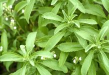 vSon yıllarda doğal tatlandırıcı arayışının artmasıyla birlikte Stevia, sağlıklı yaşam trendlerinin önemli başlıklarından biri haline gelmiştir. Şeker yerine tercih edilen bitkisel kaynaklı bir alternatif olarak öne çıkan Stevia, düşük kalorili yapısı sayesinde özellikle diyet yapanlar ve şeker tüketimini azaltmak isteyenler tarafından ilgi görmektedir. Tatlı ihtiyacını karşılamaya yardımcı olurken kalori yükünü minimumda tutması, bu bitkiyi popüler hale getirmiştir. Konulu bir haber görseli.