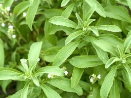 Stevia Nedir? Stevia’nın Faydaları Nelerdir? vSon yıllarda doğal tatlandırıcı arayışının artmasıyla birlikte Stevia, sağlıklı yaşam trendlerinin önemli başlıklarından biri haline gelmiştir. Şeker yerine tercih edilen bitkisel kaynaklı bir alternatif olarak öne çıkan Stevia, düşük kalorili yapısı sayesinde özellikle diyet yapanlar ve şeker tüketimini azaltmak isteyenler tarafından ilgi görmektedir. Tatlı ihtiyacını karşılamaya yardımcı olurken kalori yükünü minimumda tutması, bu bitkiyi popüler hale getirmiştir. Konulu bir haber görseli.