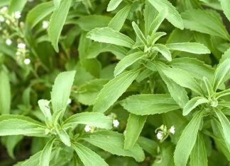 Stevia Nedir? Stevia’nın Faydaları Nelerdir? vSon yıllarda doğal tatlandırıcı arayışının artmasıyla birlikte Stevia, sağlıklı yaşam trendlerinin önemli başlıklarından biri haline gelmiştir. Şeker yerine tercih edilen bitkisel kaynaklı bir alternatif olarak öne çıkan Stevia, düşük kalorili yapısı sayesinde özellikle diyet yapanlar ve şeker tüketimini azaltmak isteyenler tarafından ilgi görmektedir. Tatlı ihtiyacını karşılamaya yardımcı olurken kalori yükünü minimumda tutması, bu bitkiyi popüler hale getirmiştir. Konulu bir haber görseli.