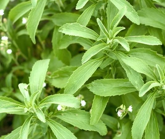 Stevia Nedir? Stevia’nın Faydaları Nelerdir? vSon yıllarda doğal tatlandırıcı arayışının artmasıyla birlikte Stevia, sağlıklı yaşam trendlerinin önemli başlıklarından biri haline gelmiştir. Şeker yerine tercih edilen bitkisel kaynaklı bir alternatif olarak öne çıkan Stevia, düşük kalorili yapısı sayesinde özellikle diyet yapanlar ve şeker tüketimini azaltmak isteyenler tarafından ilgi görmektedir. Tatlı ihtiyacını karşılamaya yardımcı olurken kalori yükünü minimumda tutması, bu bitkiyi popüler hale getirmiştir. Konulu bir haber görseli.