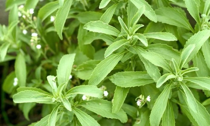 Stevia Nedir Stevia'nın Faydaları Nelerdir vSon yıllarda doğal tatlandırıcı arayışının artmasıyla birlikte Stevia, sağlıklı yaşam trendlerinin önemli başlıklarından biri haline gelmiştir. Şeker yerine tercih edilen bitkisel kaynaklı bir alternatif olarak öne çıkan Stevia, düşük kalorili yapısı sayesinde özellikle diyet yapanlar ve şeker tüketimini azaltmak isteyenler tarafından ilgi görmektedir. Tatlı ihtiyacını karşılamaya yardımcı olurken kalori yükünü minimumda tutması, bu bitkiyi popüler hale getirmiştir. Konulu bir haber görseli.