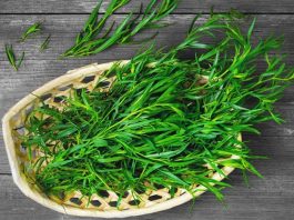 Tarhun Nedir? Tarhun’un Faydaları Nelerdir? Tarhun, halk arasında “estragon” olarak da bilinen aromatik bir bitkidir ve mutfaklarda baharat olarak yaygın şekilde kullanılır. Özellikle et ve sebze yemeklerinde lezzet artırıcı olarak tercih edilen Tarhun, aynı zamanda sağlık açısından da birçok faydaya sahiptir. Taze veya kurutulmuş yapraklarıyla yemeklerde kullanılmasının yanı sıra çay ve bitki karışımlarında da yer alır. Tarhun, hem hoş aroması hem de doğal şifa sağlayan özellikleri ile dikkat çeker. Konulu bir haber görseli.